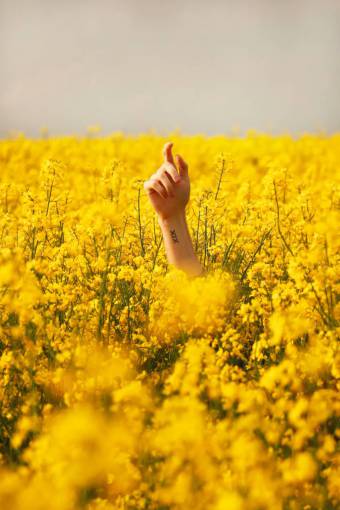 conceptos Mano apuntando al cielo en un campo de flores amarillas