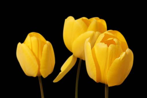 ???? Imágenes de FLORES, Descarga +1355 Fotos de flores GRATIS ???? Imágenes de FLORES, Descarga +1355 Fotos de flores GRATIS