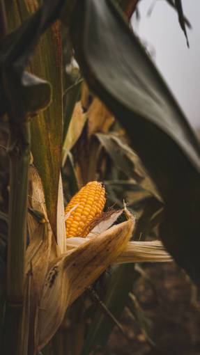 food agriculture plant nature close-up corn yellow leaf