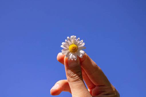 day close-up outdoors flower human hand hand;flower;Daisy summer nature