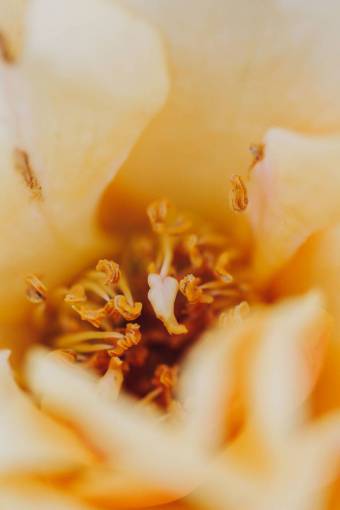 springtime close-up petal pistil;flower macro flower nature plant