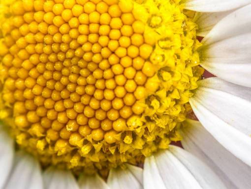 day close-up summer flower yellow nature plant flower