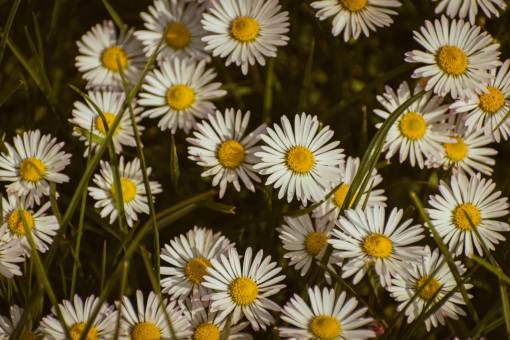 day daisy summer springtime Daisy;plant plant flower nature