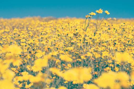 sunlight flower outdoors summer yellow flowers;landscape yellow nature plant