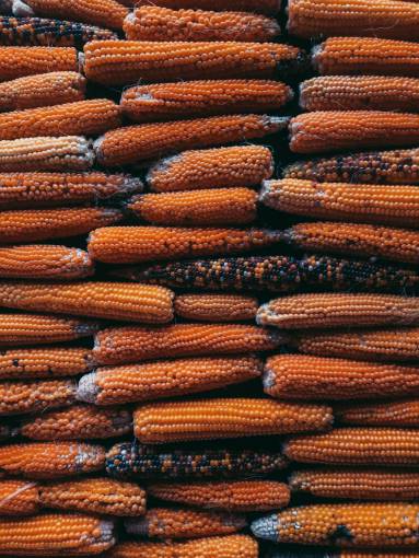food food yellow agriculture vegetable corn nature autumn