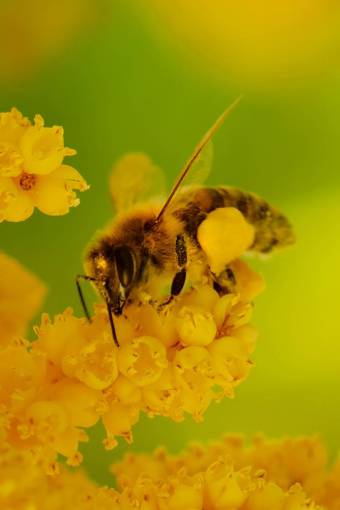 springtime insect nature yellow bee;flower bee macro flower