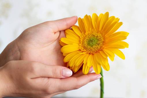 day nature flower hand;flower;Daisy summer plant yellow close-up
