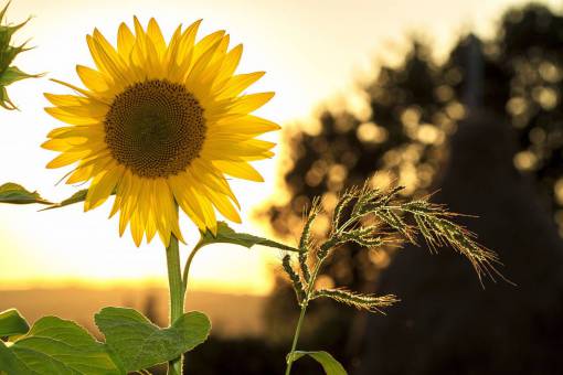 sunlight nature yellow summer agriculture plant outdoors sunflower;sunset