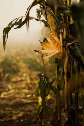 growth outdoors summer plant corn field agriculture leaf nature