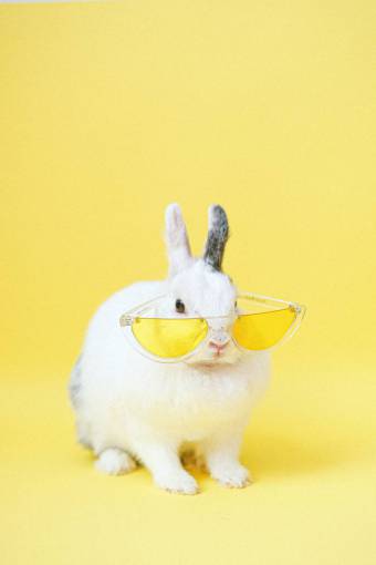 joven conejo;fondo amarillo;gafas;mascotas de moda lindo animal pequeño conejo amarillo