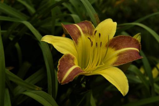 springtime yellow close-up plant flower leaf nature flower