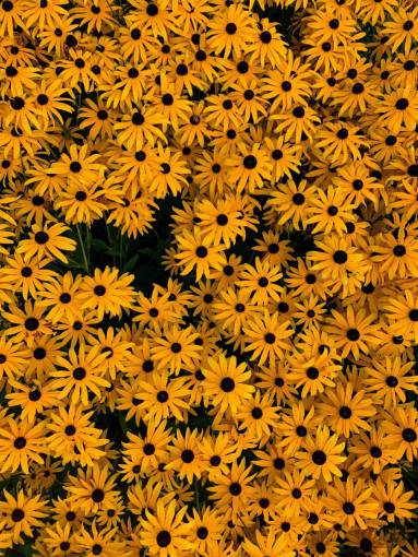 vector flores amarillas; paisaje naturaleza fondos patrón decoración ilustración flor