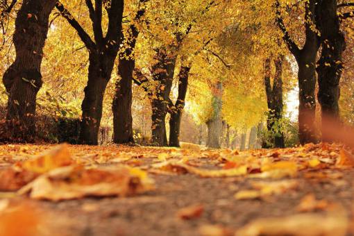 sunlight yellow forest autumn;landscape autumn nature leaf tree