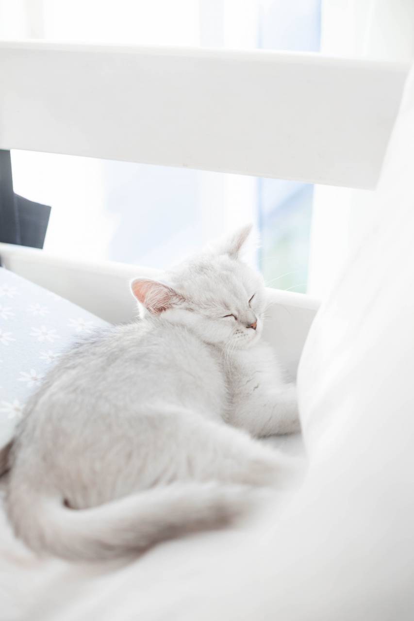 white;cute;cat;sleeping,animal,pets,domestic cat,cute,kitten,domestic animals,feline,indoors,young animal,mammal,fur,whisker,looking,close-up,one animal,relaxation, 