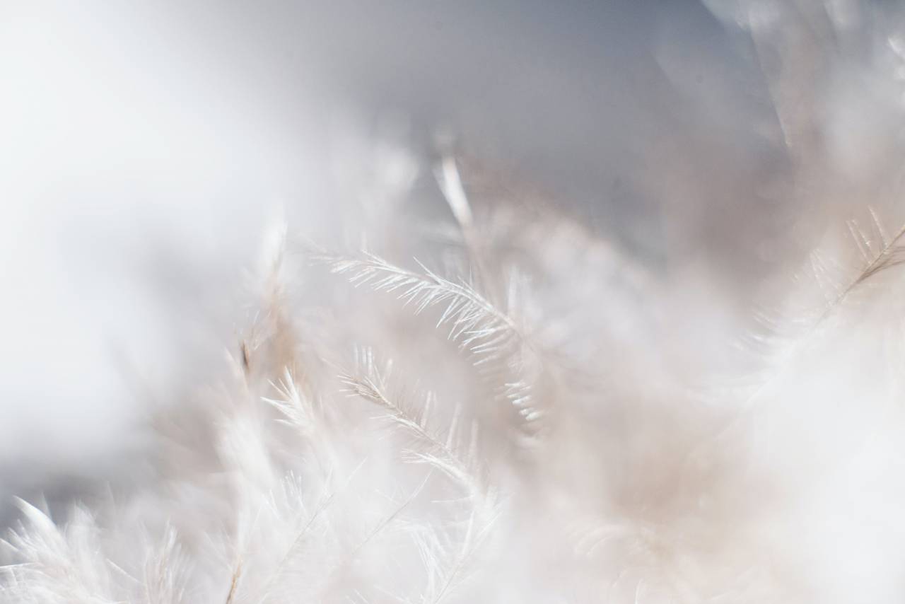 feathers;background,close-up,nature,macro,feather,softness,backgrounds,fluffy,fragility,abstract,animal,plant,pattern, 
