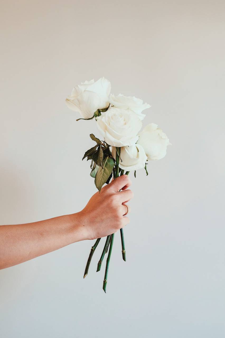 mano;mujer;dando;blanco;rosa;flores;ramo,ramo,flor,naturaleza,primer plano,mujer,romance,hoja,planta,mano humana,adulto,verano,frescura,pétalo,sosteniendo,amor,regalo,caucásico etnicidad,cabeza de flor,una persona,fondos,decoración,