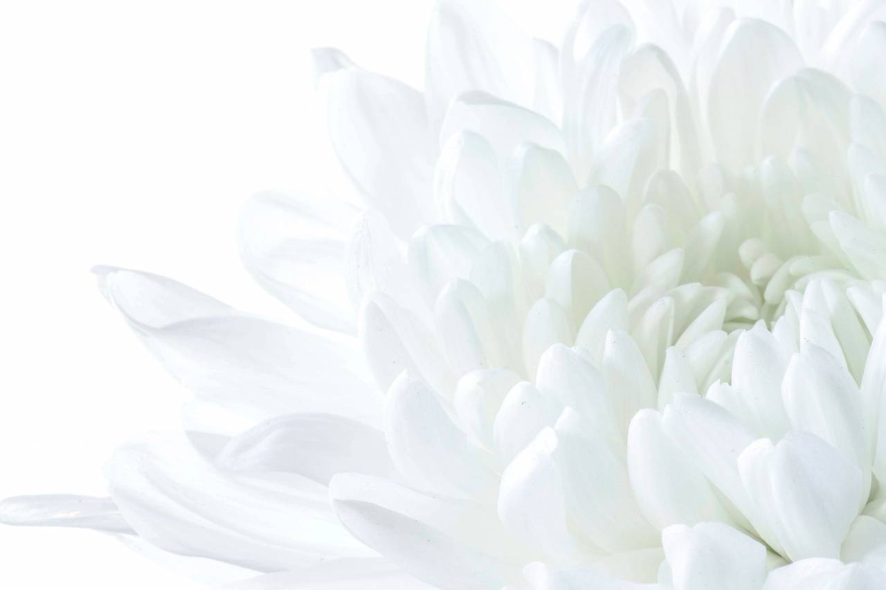 camellia;flower,flower,nature,petal,close-up,plant,flower head,summer,leaf,backgrounds,blossom,macro,beauty in nature,freshness,botany,daisy,bouquet,single flower,decoration,chrysanthemum,pattern, 