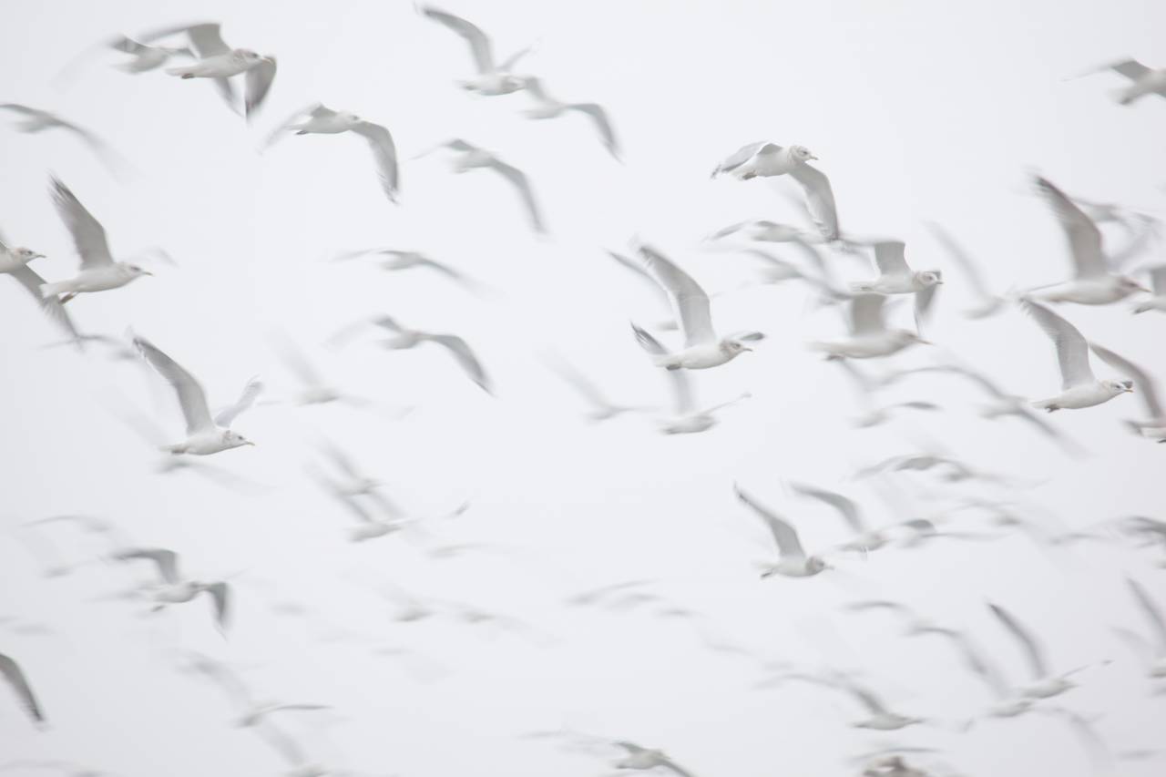 flock;gulls,nature,animal,flying,seagull,animals in the wild,group,animals,backgrounds, 