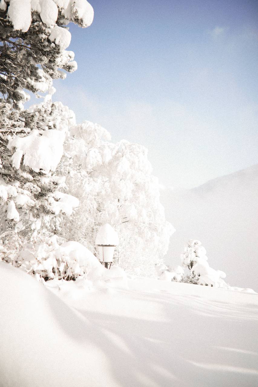 white;snow;landscape;winter;day;morning,snow,winter,nature,tree,forest,landscape,outdoors,season,mountain,ice,frost,pine tree,day,blue,frozen, 