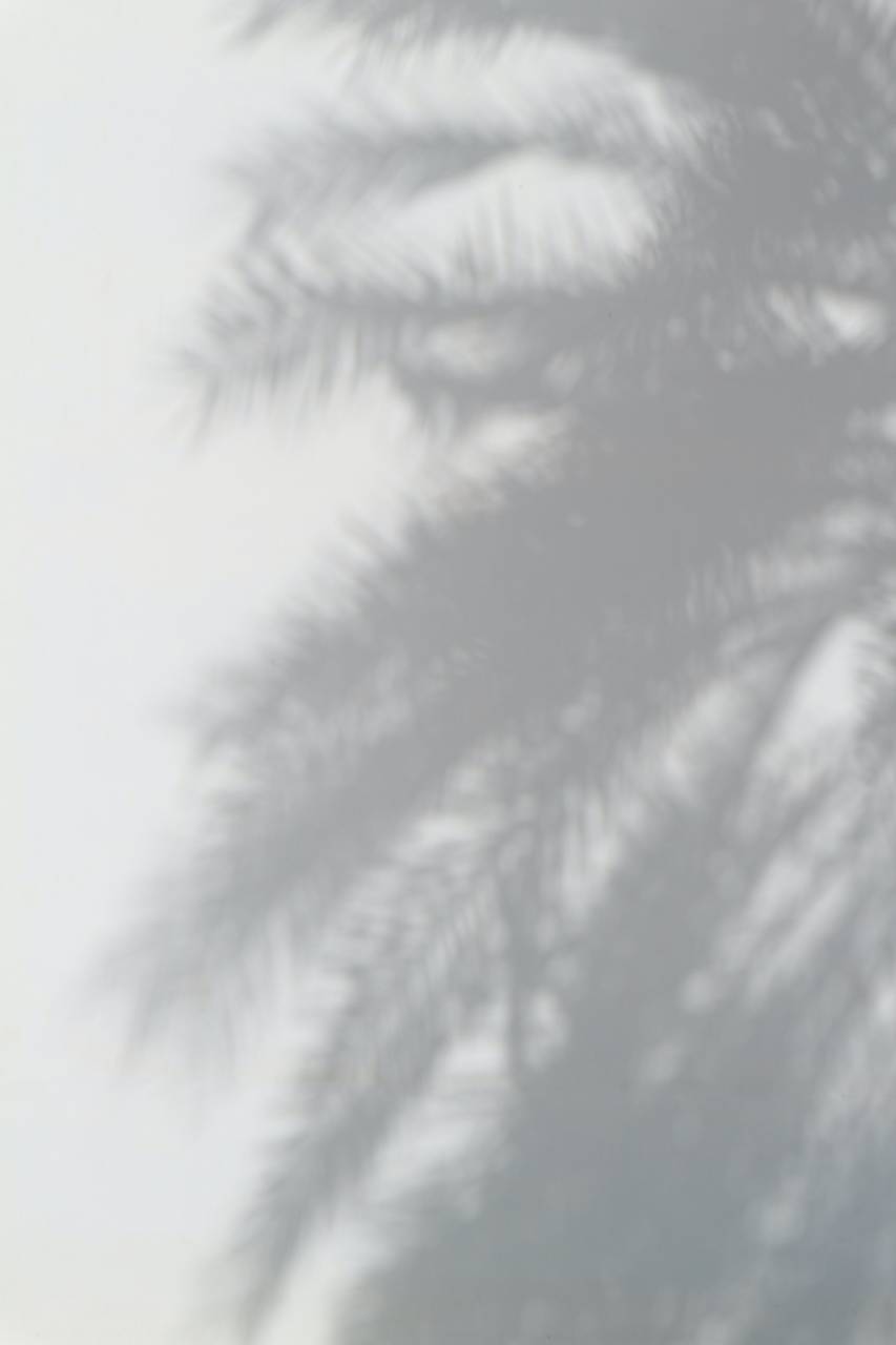 background;wall;palm tree;shadow;nobodoy;white;outdoor,tree,backgrounds,nature,abstract,leaf,close-up,defocused,pine tree,branch,forest,pattern,outdoors,plant, 