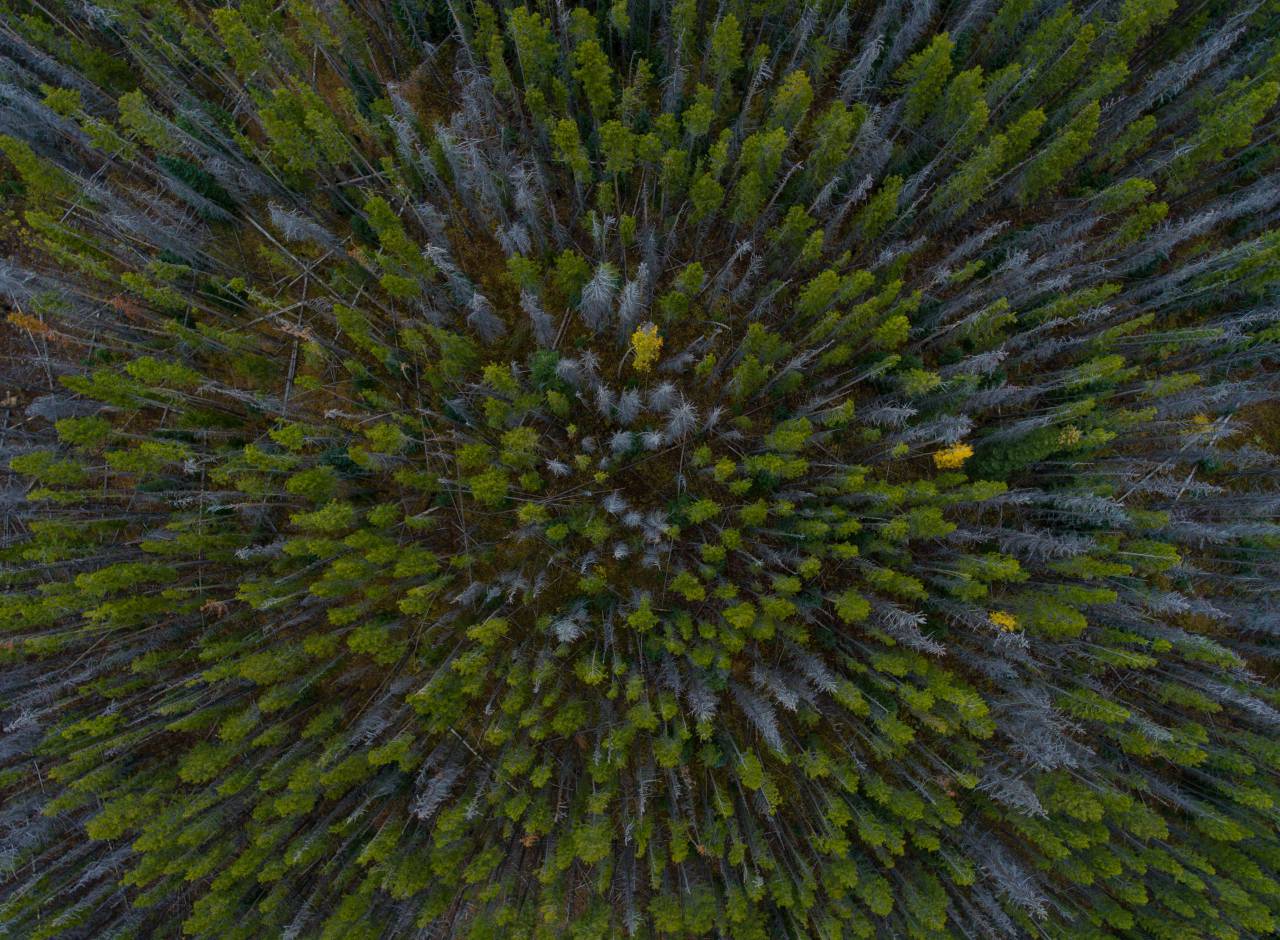 aéreo, árboles, bosques, verde, hojas, naturaleza, zumbido, verano, bosque,