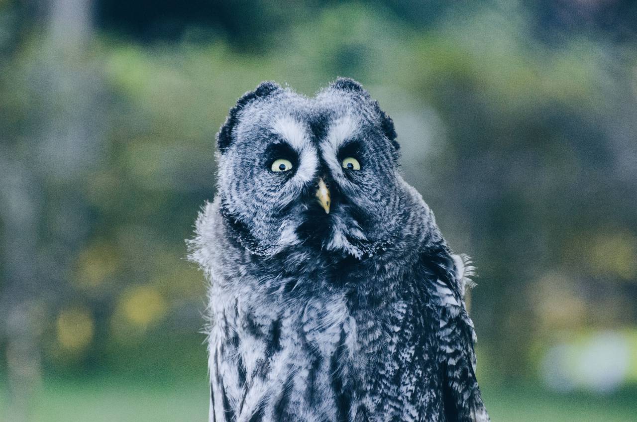 Animales, vida silvestre, búho, aves, plantas, exterior, naturaleza, bokeh, difuminar, ojos, plumas, negro, blanco,