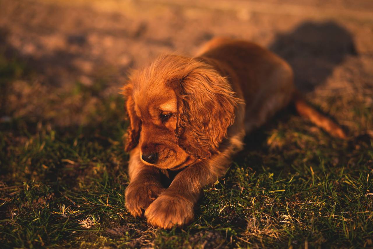 animals, dogs, puppies, domesticated, cute, adorable, ears, paws, brown, outdoors
, 
