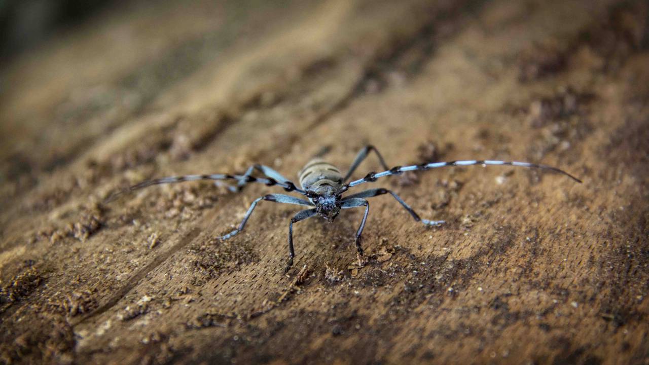 Animales, insectos, bichos, azul, negro, suciedad, suelo, tierra, marrón, macro, todavía, bokeh,