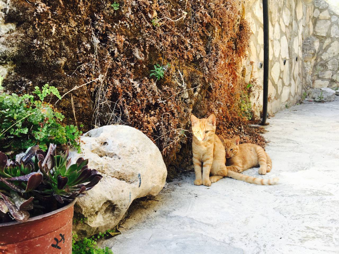 animals, pets, garden, flower, plant, ginger, tail, cat, brick, wall
, 