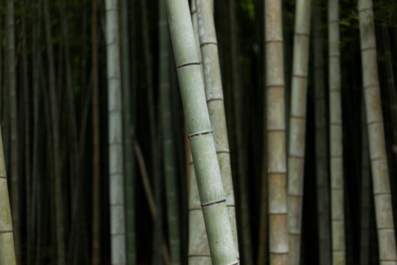 bamboo, tree, nature, plant
, 