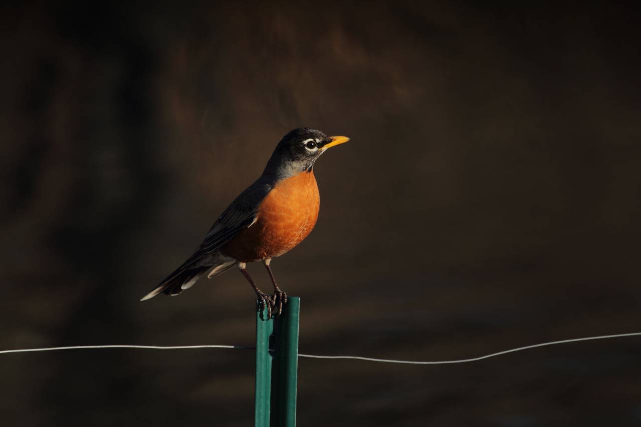 pájaro, pico, pluma, animal, volar,