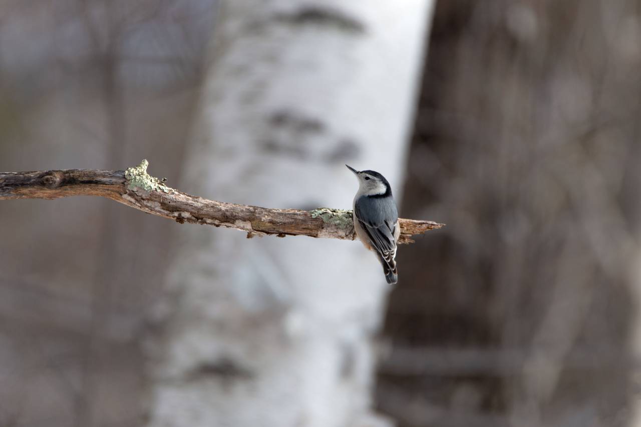 bird, wildlife, tree, animal, nature, feathers, wings, forest, bokeh, branch, habitat, natural, nature, outdoor
, 