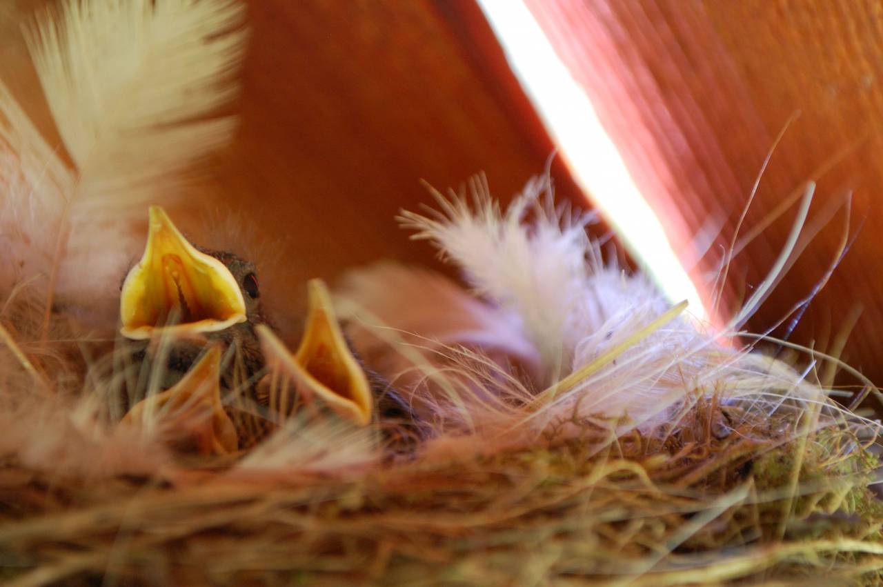 birds, chicks, feathers, animals
, 