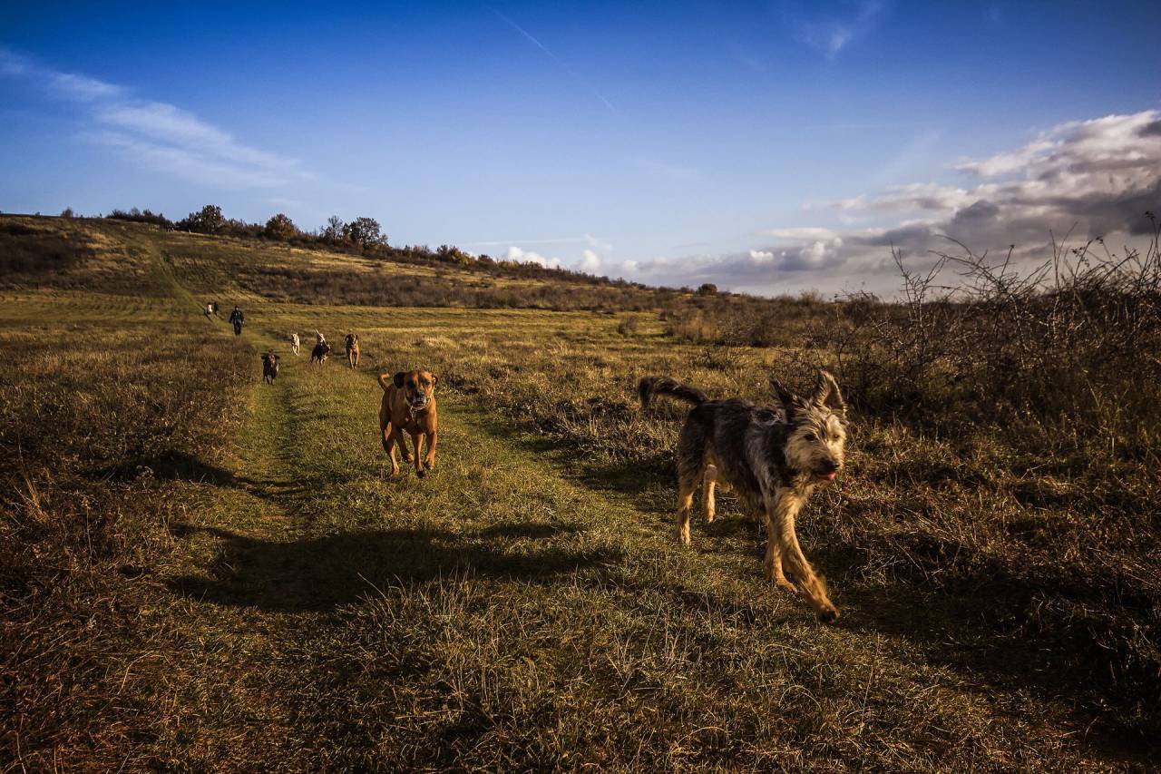 Azul, cielo, perro, mascota, animal, senderismo, verde, césped, campo, soleado, día, Highland,