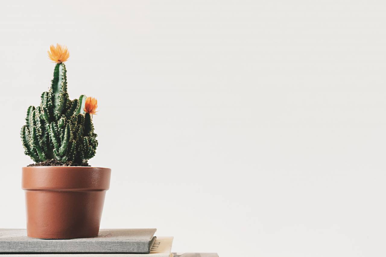 cactus, green, plant, flowerpot, interior, display
, 