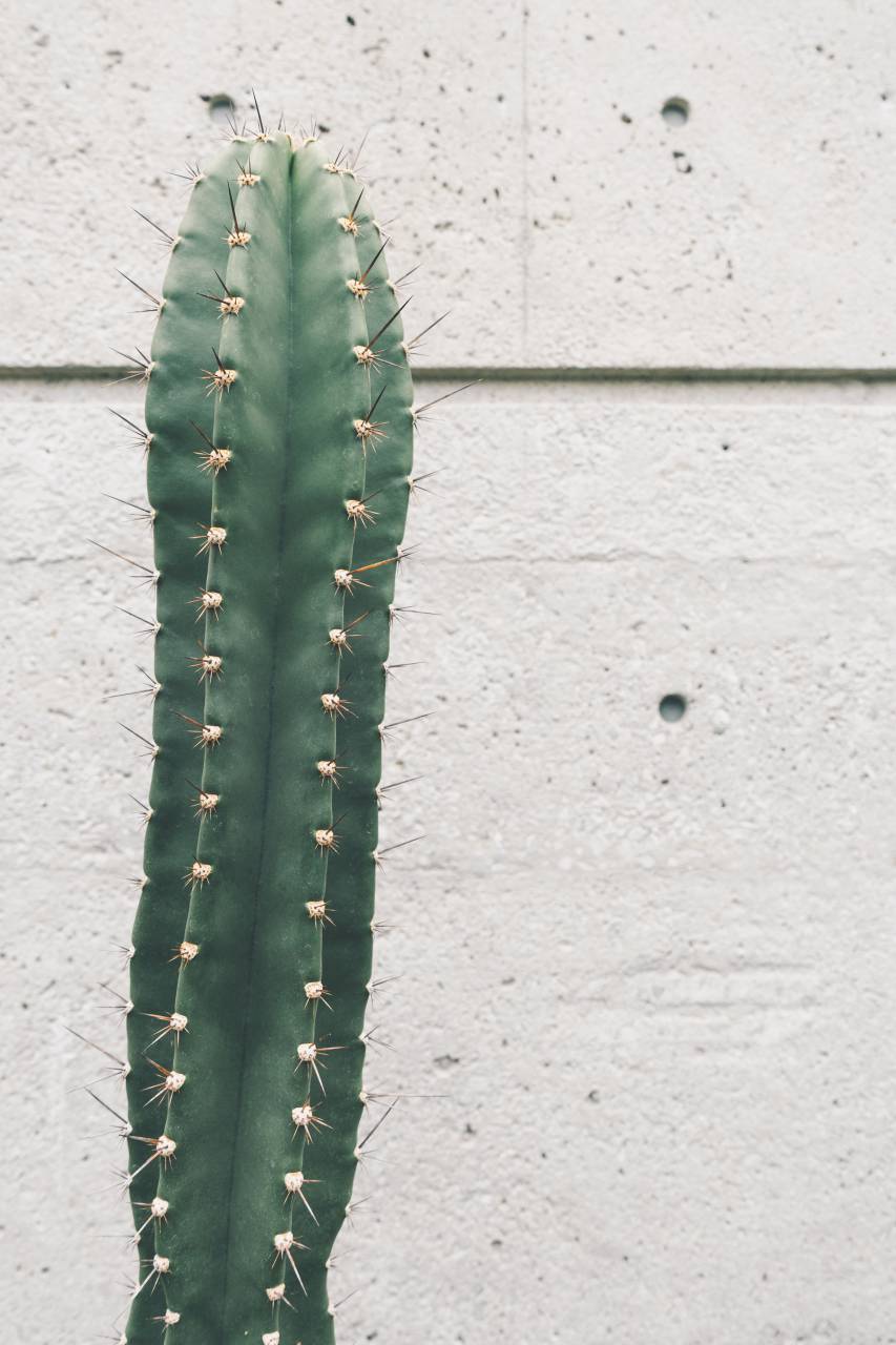 Cactus, plant, thorn, green, nature, wall
, 