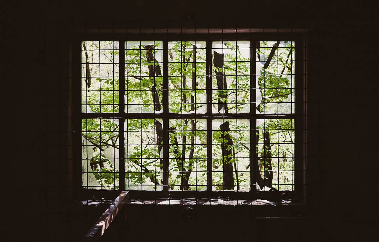 caged, window, branches, green, wood
, 