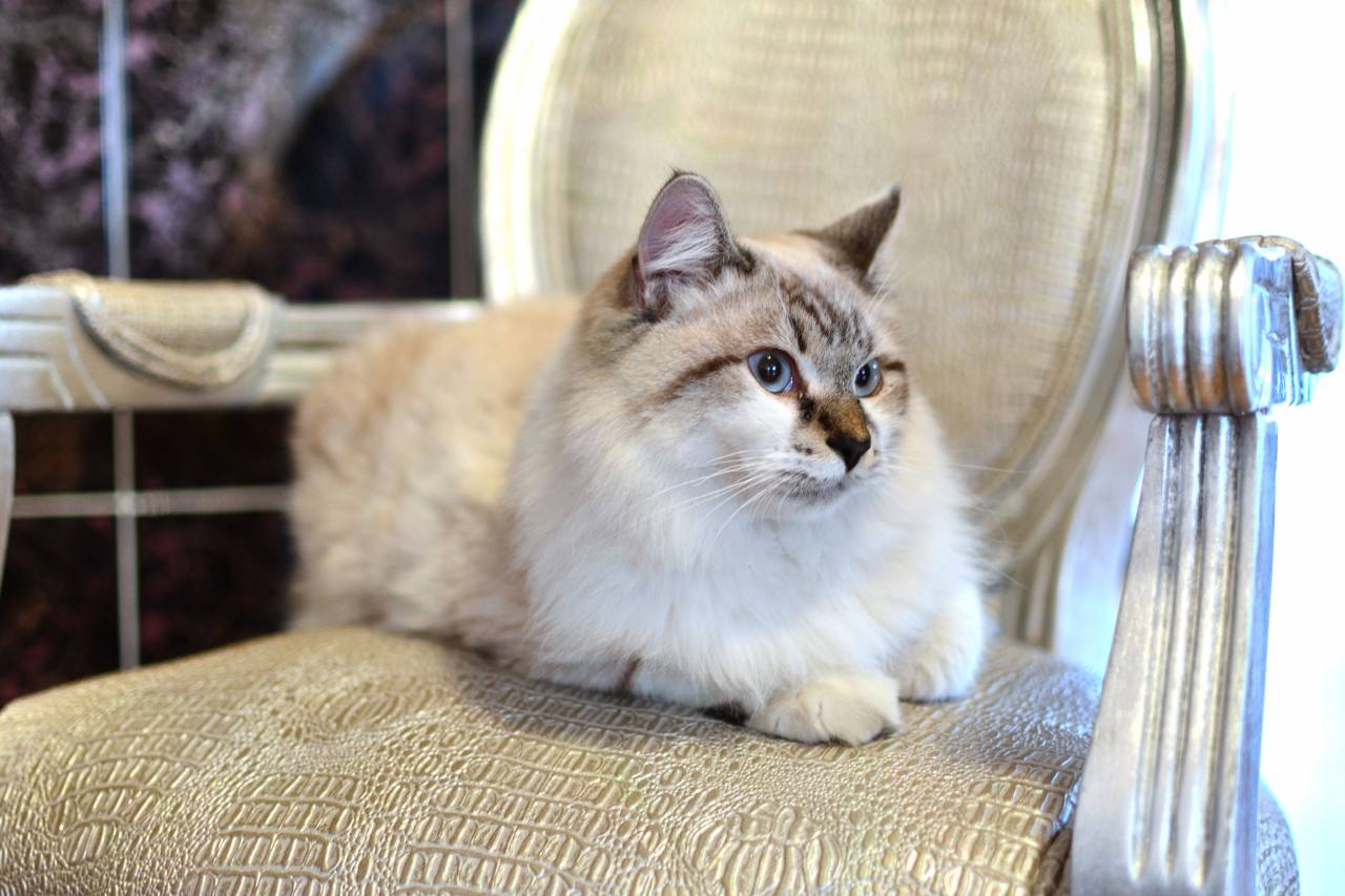 gato, animal, silla, lindo, oro,