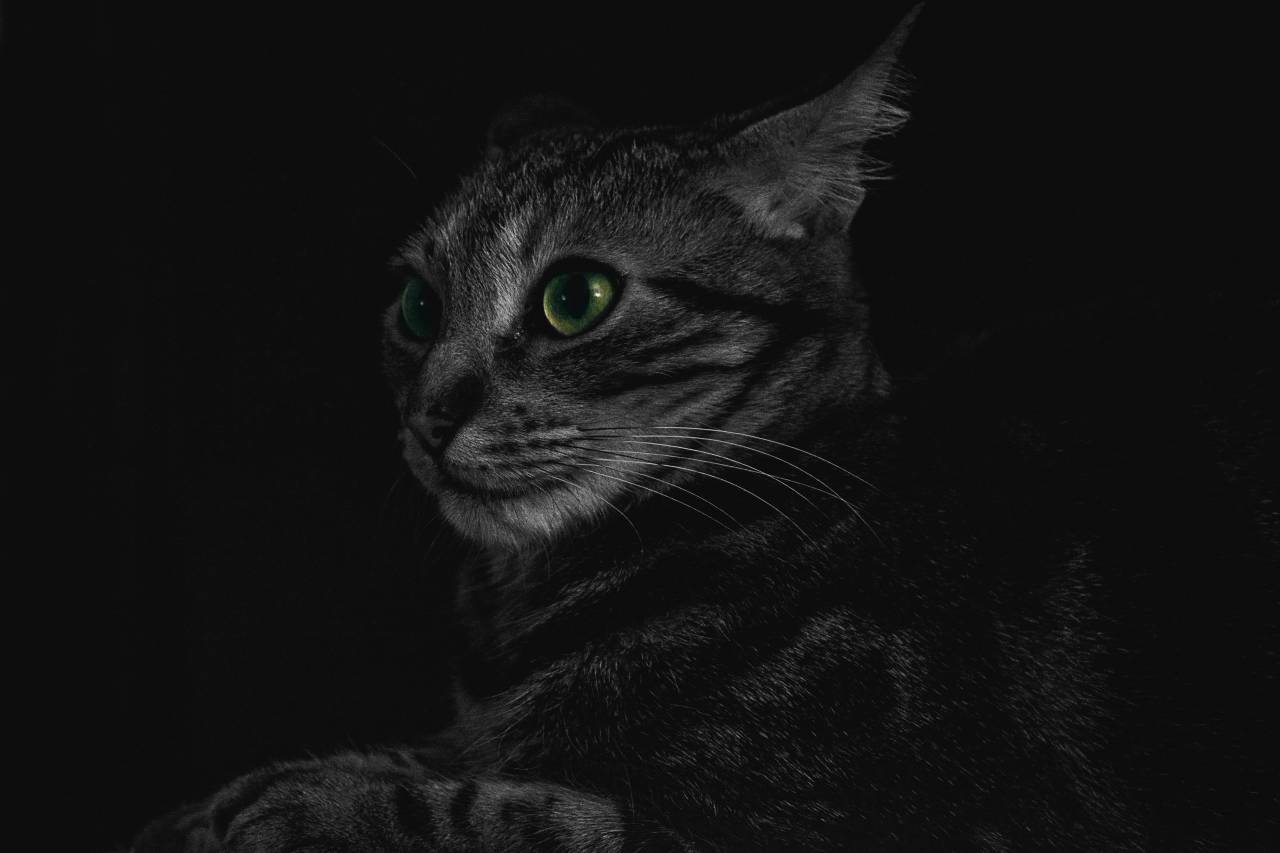 cat, animal, kitten, cute, eyes, whiskers, black and white, monochrome
, 