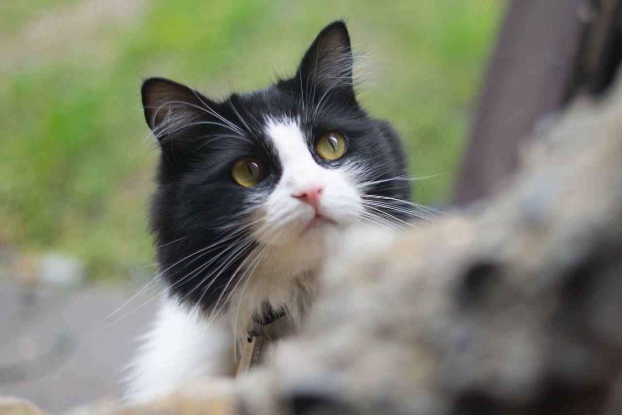 🥇 Imagen de gato gatito animal mascota negro blanco difuminar - 【FOTO