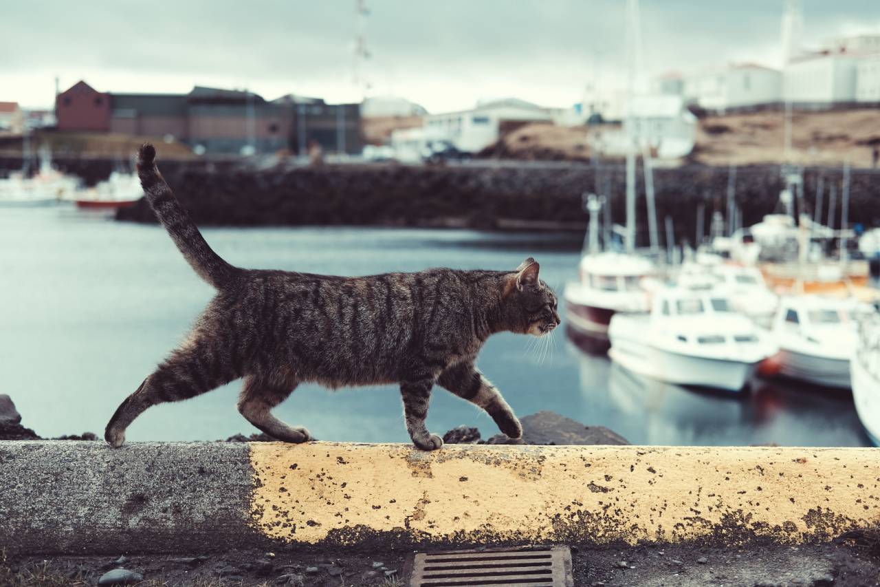 cat, pet, animal, outside, sea, water, coast, boat, yacht, transportation, travel, blur
, 