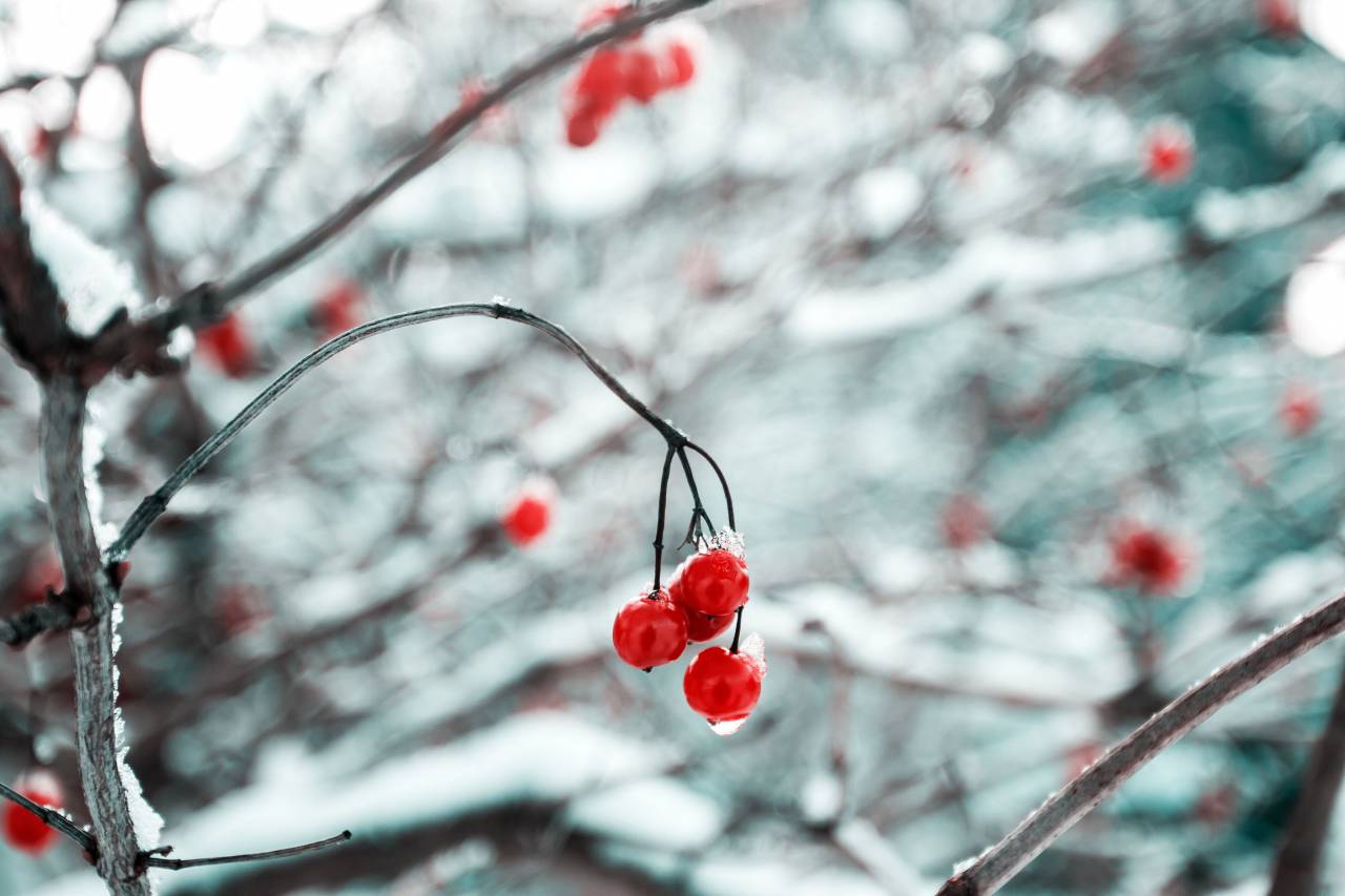 cherry, red, fruit, food, sweets, dessert, branches, plant, snow, winter, cold
, 