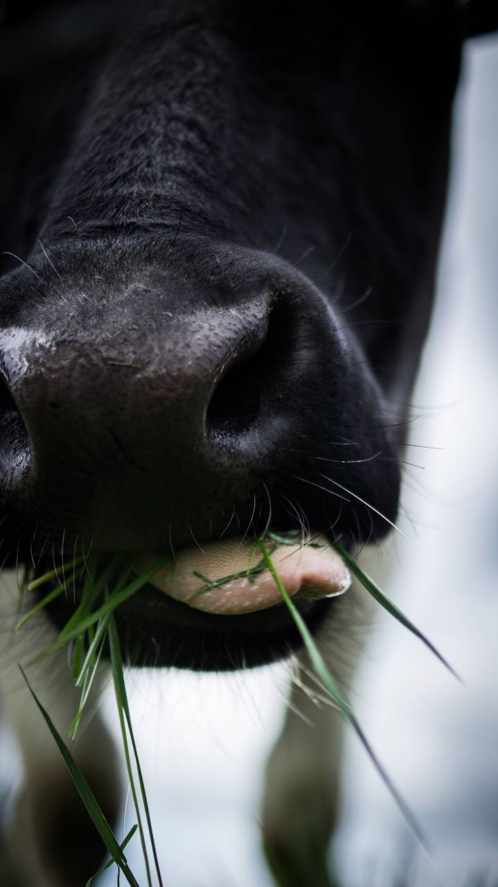 cow, animal, mouth, chewing, grass, tongue
, 