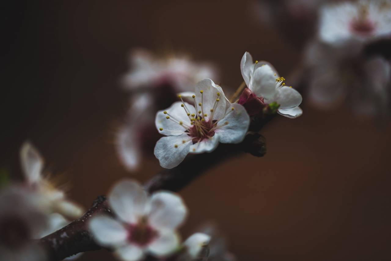 Oscuro, flor, fondo, orquídea, blanco, primer plano, macro, bokeh, hermoso, bonito, pétalos, polen, orgánico, flor, flor, botánica, naturaleza,