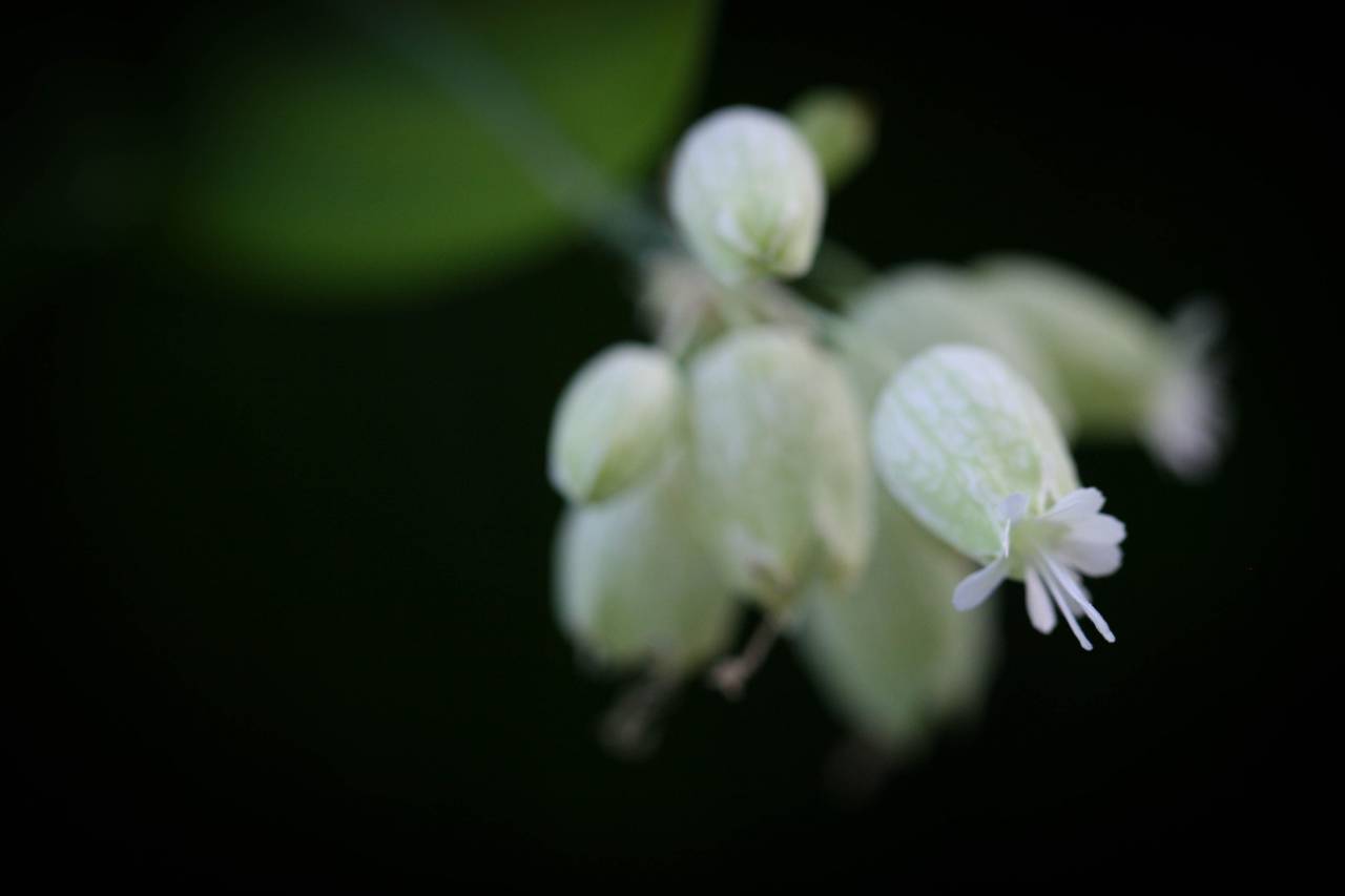 Oscuro, flor, fondo, blanco, primer plano, macro, bokeh, hermoso, bonito, orgánico, flor, flor, botánica, naturaleza, abstracto,