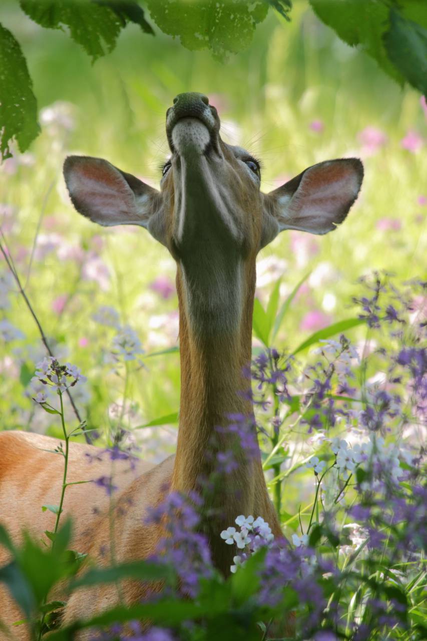 Ciervos, animales, vida silvestre, verde, césped, flor, naturaleza, plantas, al aire libre,