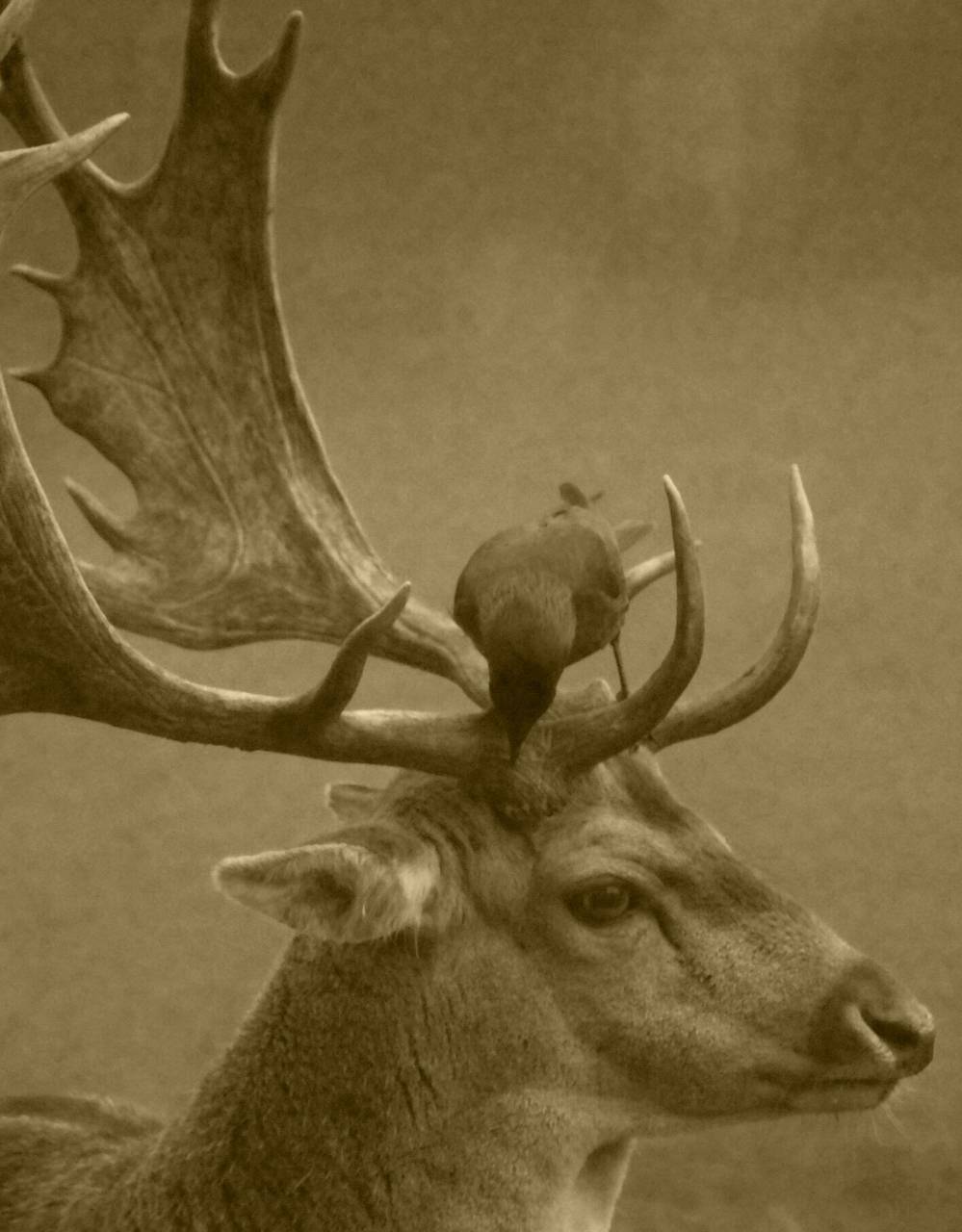 deer, antlers, crow, bird, animals
, 