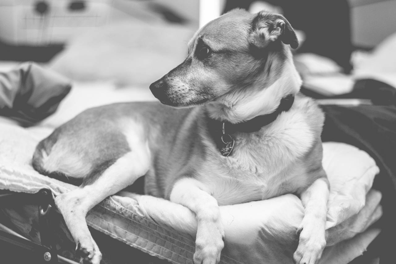 perro, animal, mascota, blanco y negro, cama, pelaje, collar, casa, bokeh,