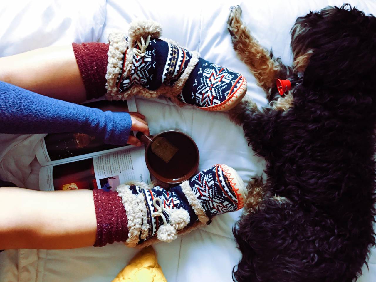 dog, animal, pet, cup, mug, leg, magazine, tea, sock, relax, pillow, white, bed, sheets
, 