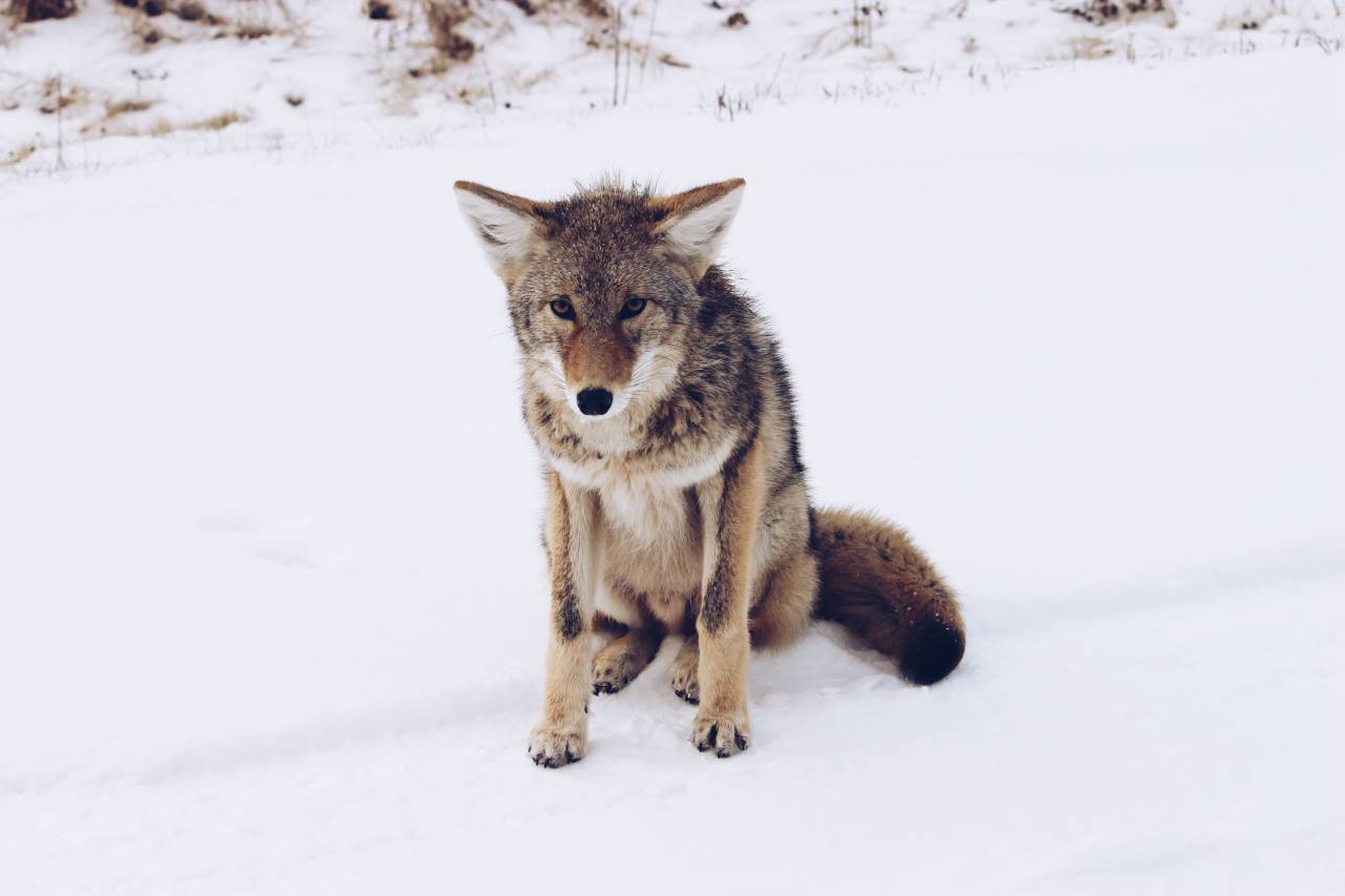 dog, puppy, animal, snow, winter, cold, weather, fur, pet
, 
